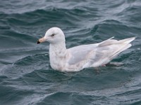 MG 9271c  Glaucous Gull (Larus hyperboreus) - 3rd summer